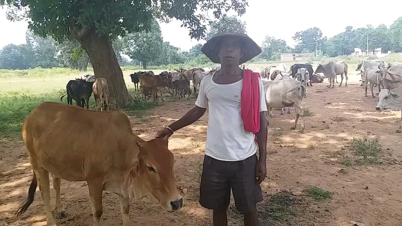 problems of stray cattle increased in mp