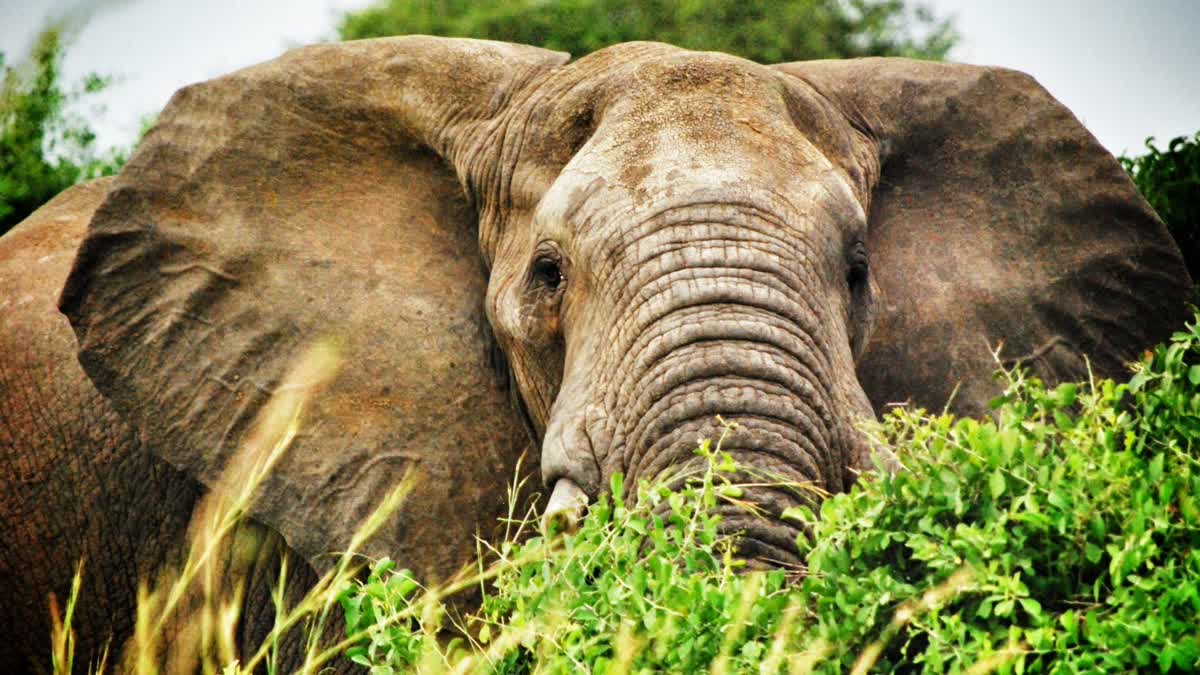 elephant attack in Ramanujganj