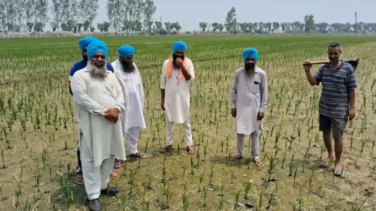 In Faridkot, the paddy crop of farmers suffered due to non-availability of electricity for 8 hours