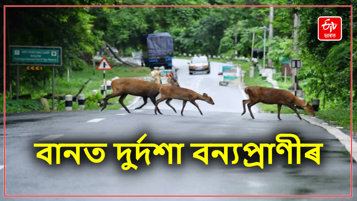 Wildlife Casualties in Assam Flood