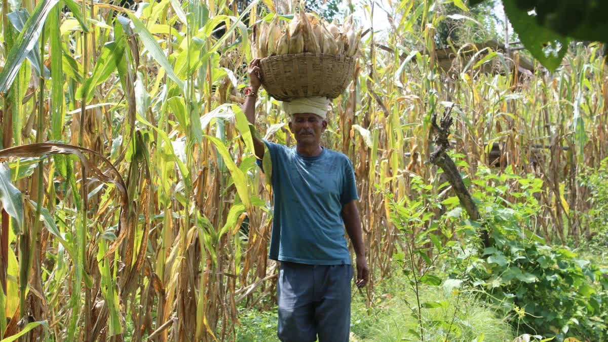 The Una district of Himachal Pradesh is facing a serious threat from Fall Armyworm, a pest known for its ability to devastate crops overnight. The state's agriculture department highlighted the pest's appearance during a deficient monsoon season, particularly affecting Una, Hamirpur, and Bilaspur districts.