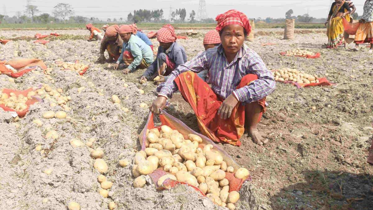 Potato Traders Strike