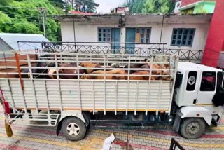 Manali Cow Smuggling in 2 Trucks