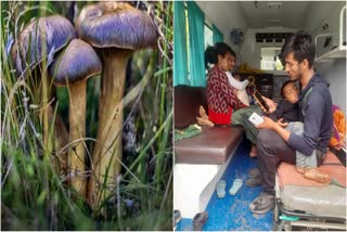 Family Fell Ill after Eating Poisonous Mushrooms in Seraj