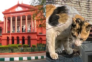 Karnataka High Court (L) stays Proceedings Against Man Accused Of Keeping Cat Hostage In His House