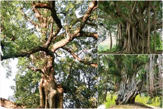 Uttarakhand Tree Pension Scheme