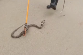 Indian Cobra Rescued