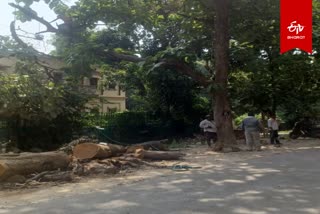 काशी हिंदू विश्वविद्यालय में काटे गए पेड़.