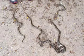 Baby Pythons in Court Complex