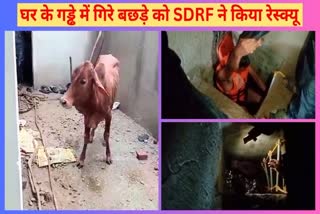 SDRF RESCUE CALF