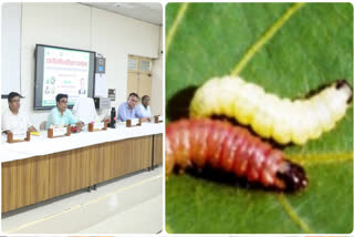 Pink Bollworm Effect on Crops