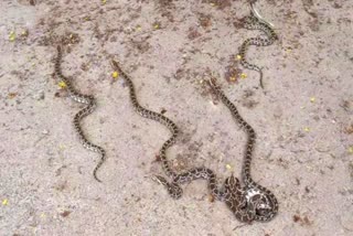 Baby Pythons in Prakasam District