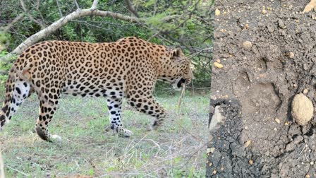 SAGAR LEOPARD FOOTPRINT FOUND