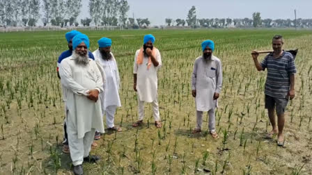 In Faridkot, the paddy crop of farmers suffered due to non-availability of electricity for 8 hours