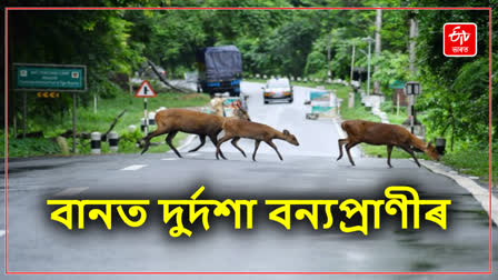 Wildlife Casualties in Assam Flood