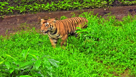 வண்டலூர் அண்ணா பூங்காவில் விடப்பட்ட புலி