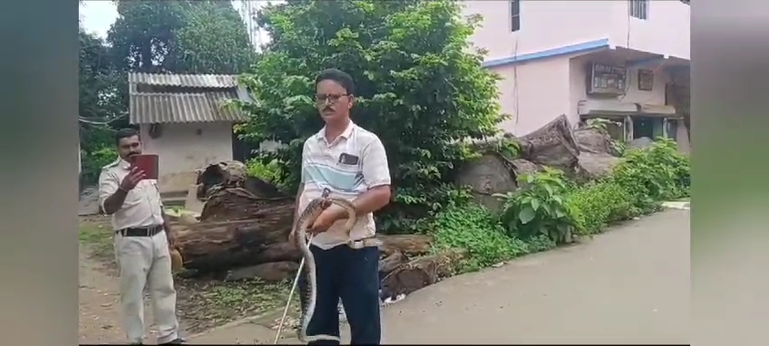 Indian Cobra Rescued