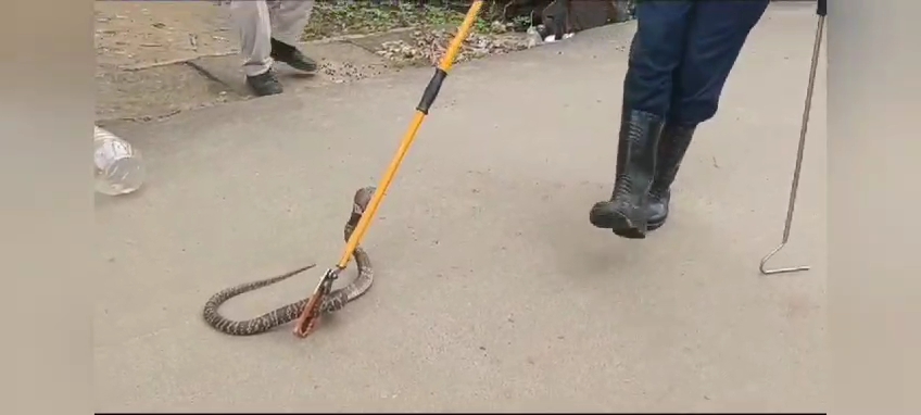 Indian Cobra Rescued