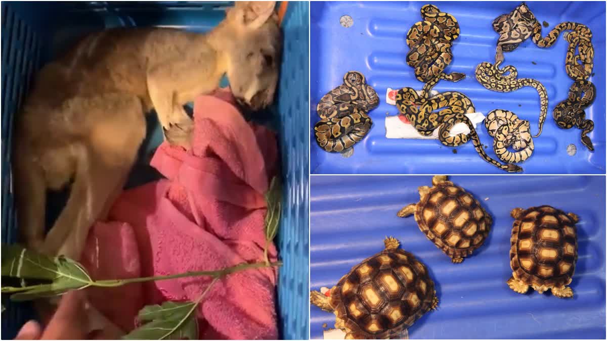 Smuggling Wild Animals Seized In Bengaluru