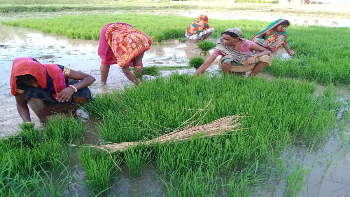 sahebganj-received-more-rain-this-year-than-last-year