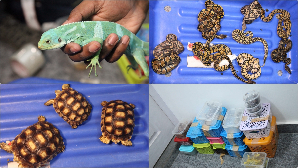 Smuggling Wild Animals Seized In Bengaluru