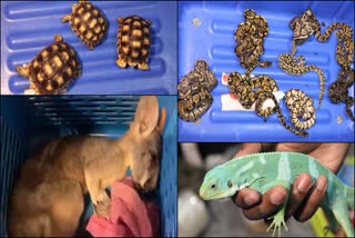 bengaluru-customs-seizes-234-endangered-animals-smuggled-from-bangkok