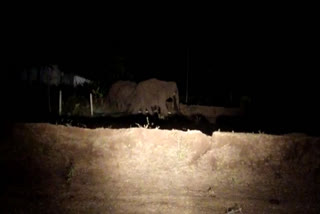 wild elephants  palakkad  attappadi  forest department  rapid response team  പാലക്കാട്  അട്ടപ്പാടി  കാട്ടാന ശല്യം  wild elephants in residential area  ആർ ആർ ടി സംഘം  ഫോറസ്റ്റ് വകുപ്പ്‌  കേരളം