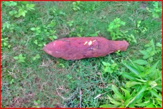 Bomb Shell Found in Panchkula