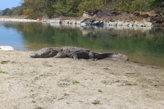 Aquatic animals in Corbett Park