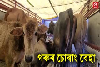 cow smuggling in assam