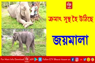 Joyamala a pet elephant at the Gavoru block forest office