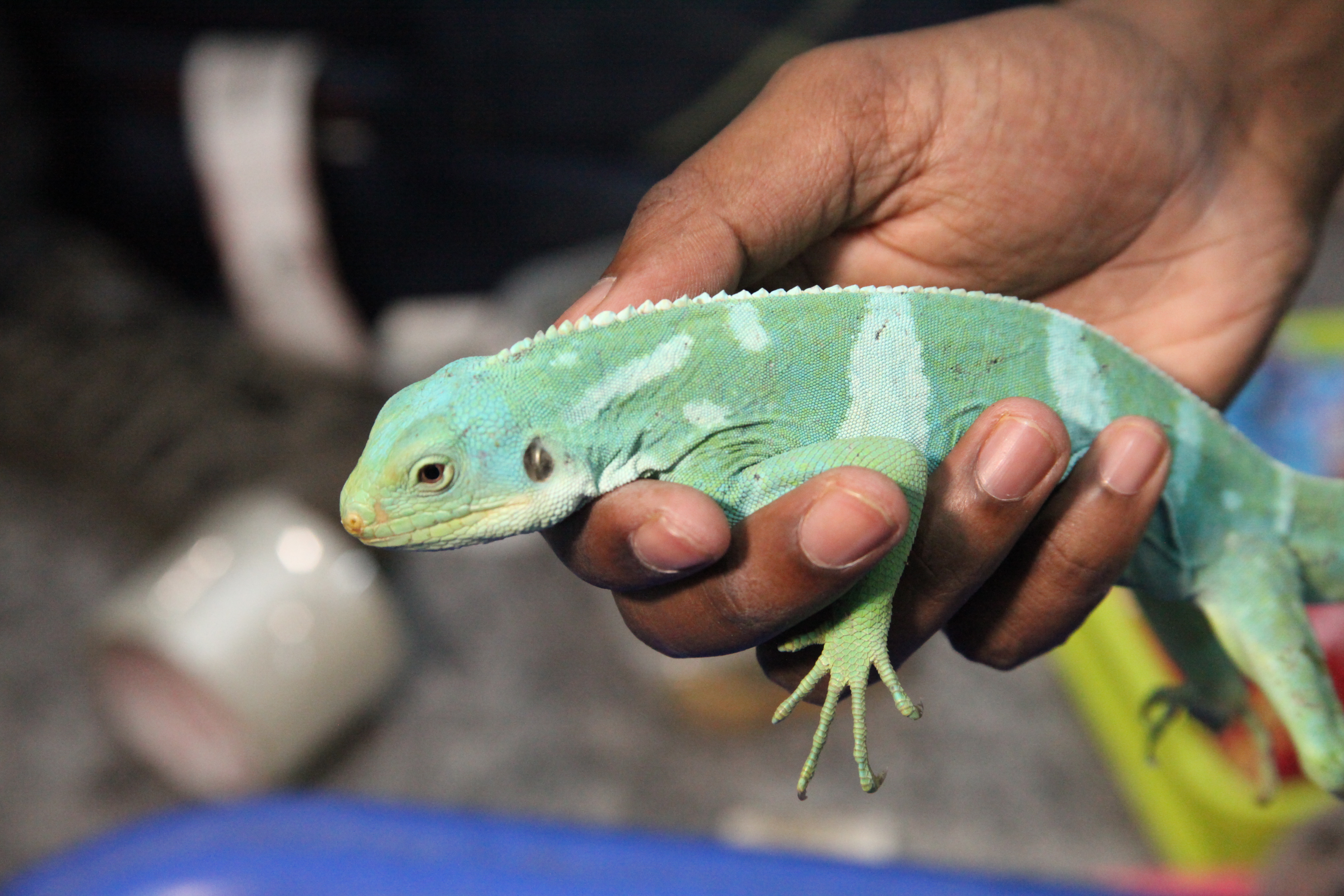 bengaluru-customs-seizes-234-endangered-animals-smuggled-from-bangkok