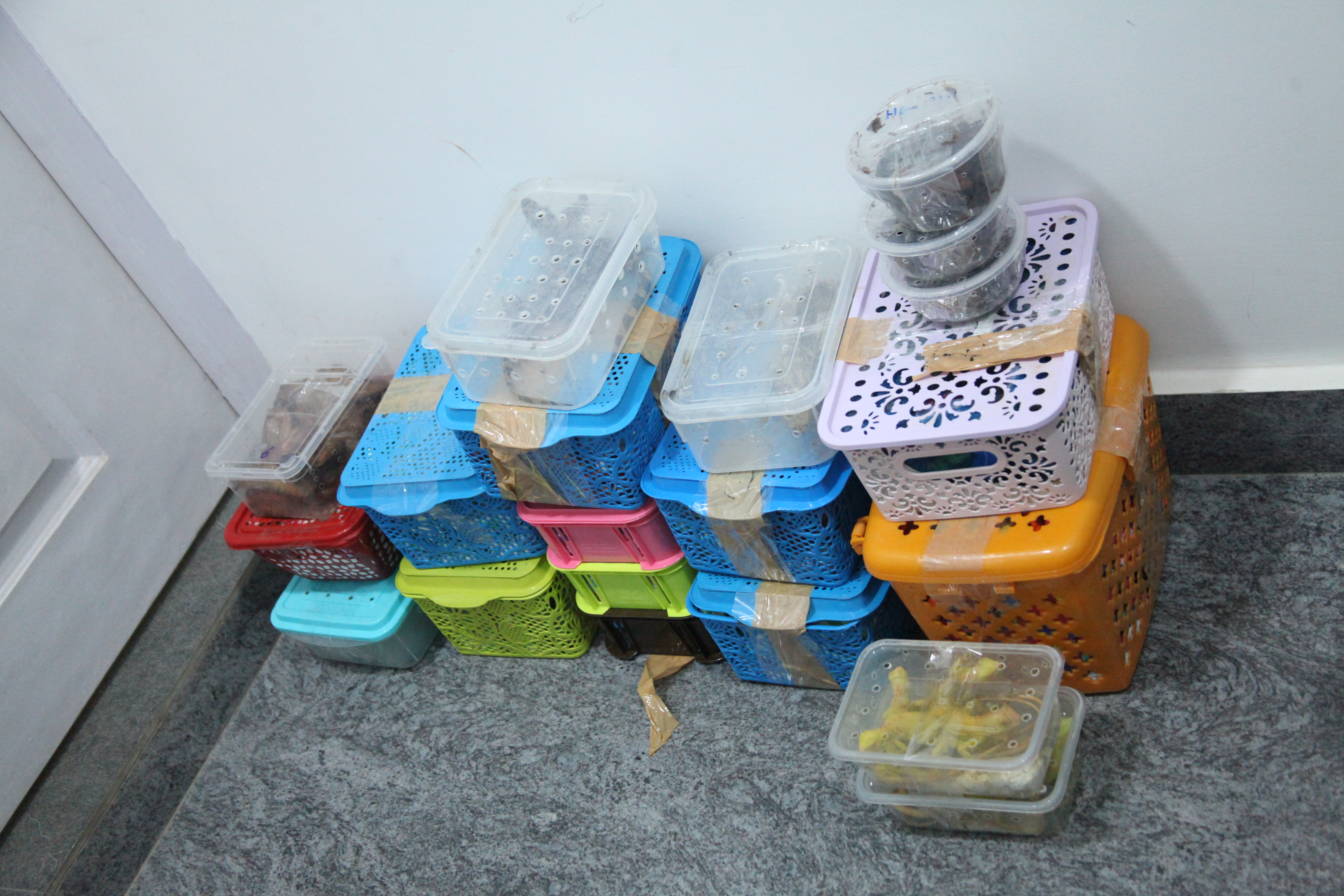 bengaluru-customs-seizes-234-endangered-animals-smuggled-from-bangkok