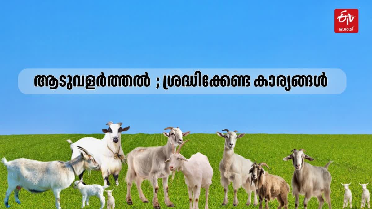 ആടുവളർത്തലും പരിപാലനവും  ആട് ഫാം ശ്രദ്ധിക്കേണ്ടകാര്യം  ആടുവളർത്തൽ  BENEFITS OF GOAT FARMING