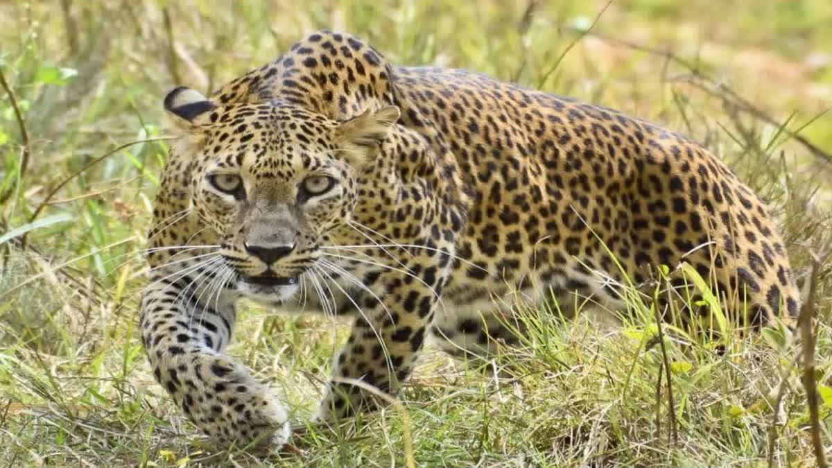 Youth Died In Leopard Attack