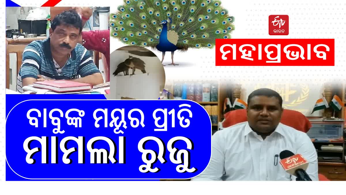 ବାଜିଲା ଖବର ଚେଇଁଲା ଭିଜିଲାନ୍ସ, ମୟୂର ରଖି ଫସିଲେ ରେଞ୍ଜର ସାହେବ