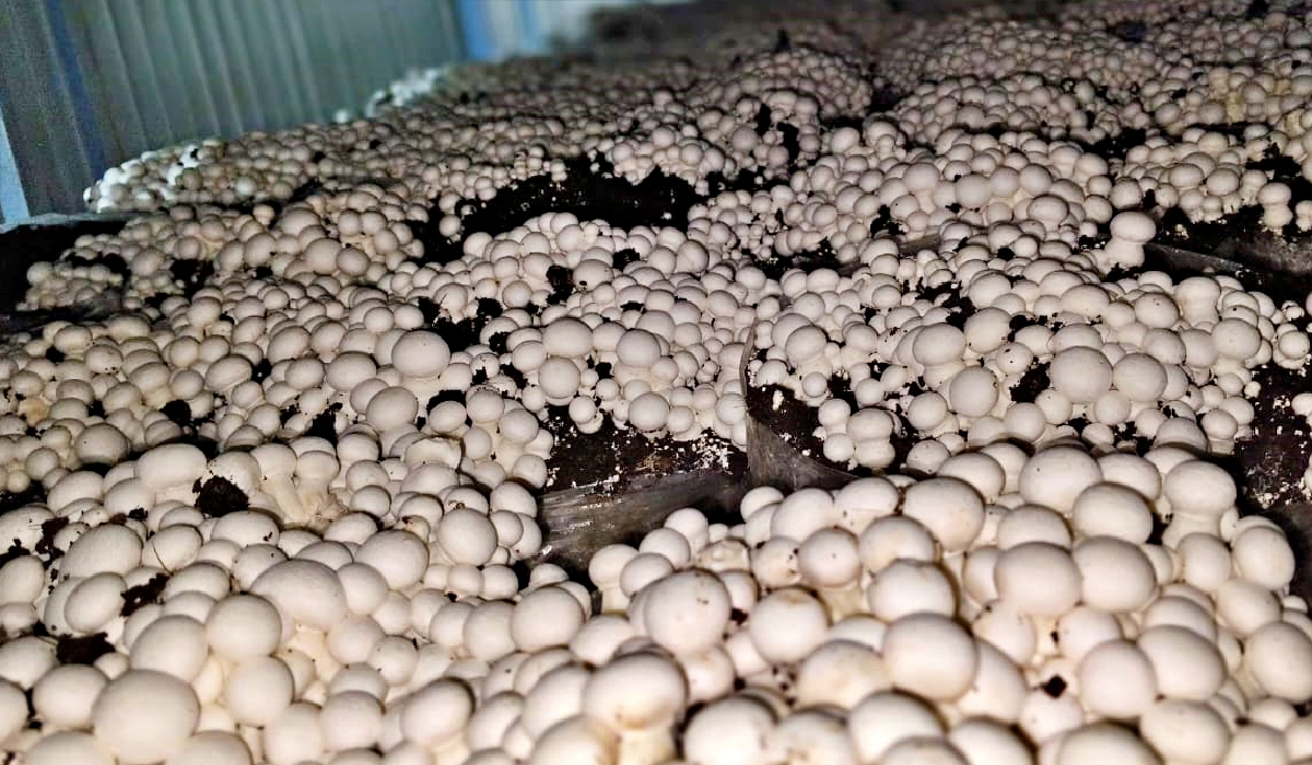 Mushroom Cultivation