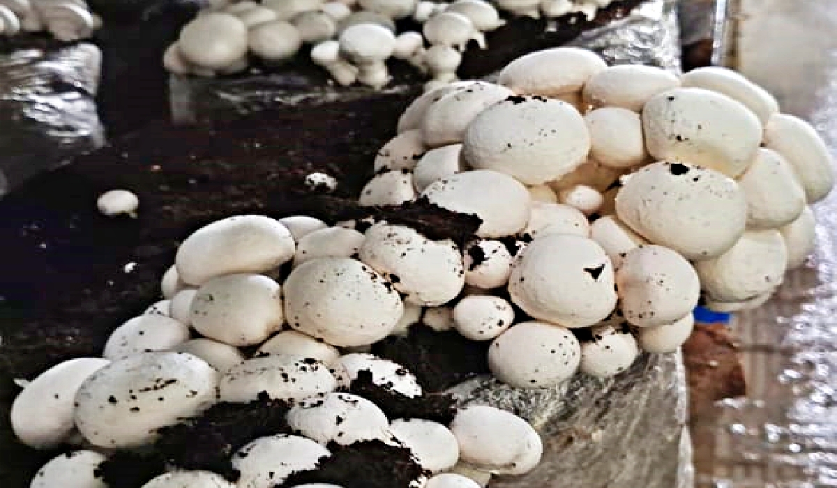 Mushroom Cultivation