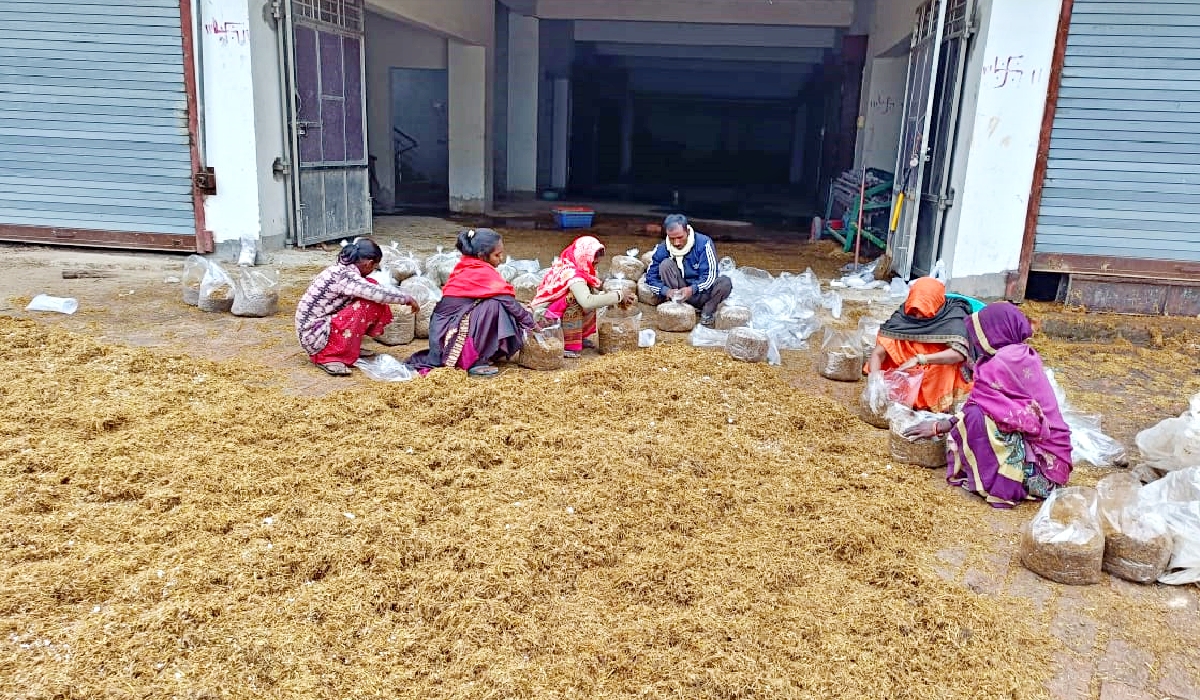 Mushroom Cultivation