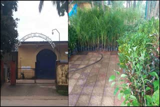 PRISONERS GROWING ORNAMENTAL AND FLOWER PLANTS IN MANGALURU DISTRICT JAI