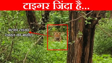 Tiger In Haryana Jhabua Jungle Rewari