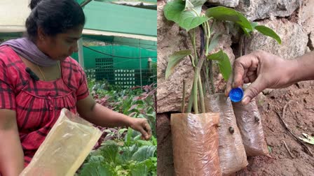 BIO FERTILIZER AGAINST SNAIL  SOLUTION FOR SNAIL ISSUE  IDUKKI FARMER DEVELOPED FERTILIZER  LATEST NEWS IN MALAYALAM