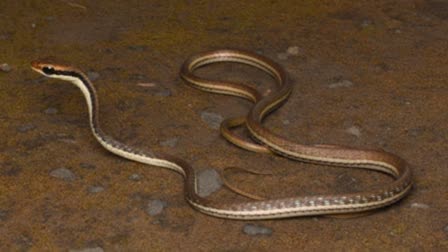 Woman breastfed snake