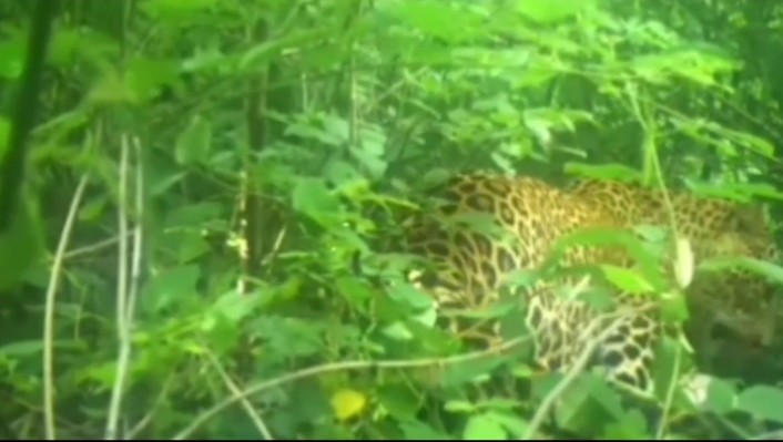 Female leopard caught on camera