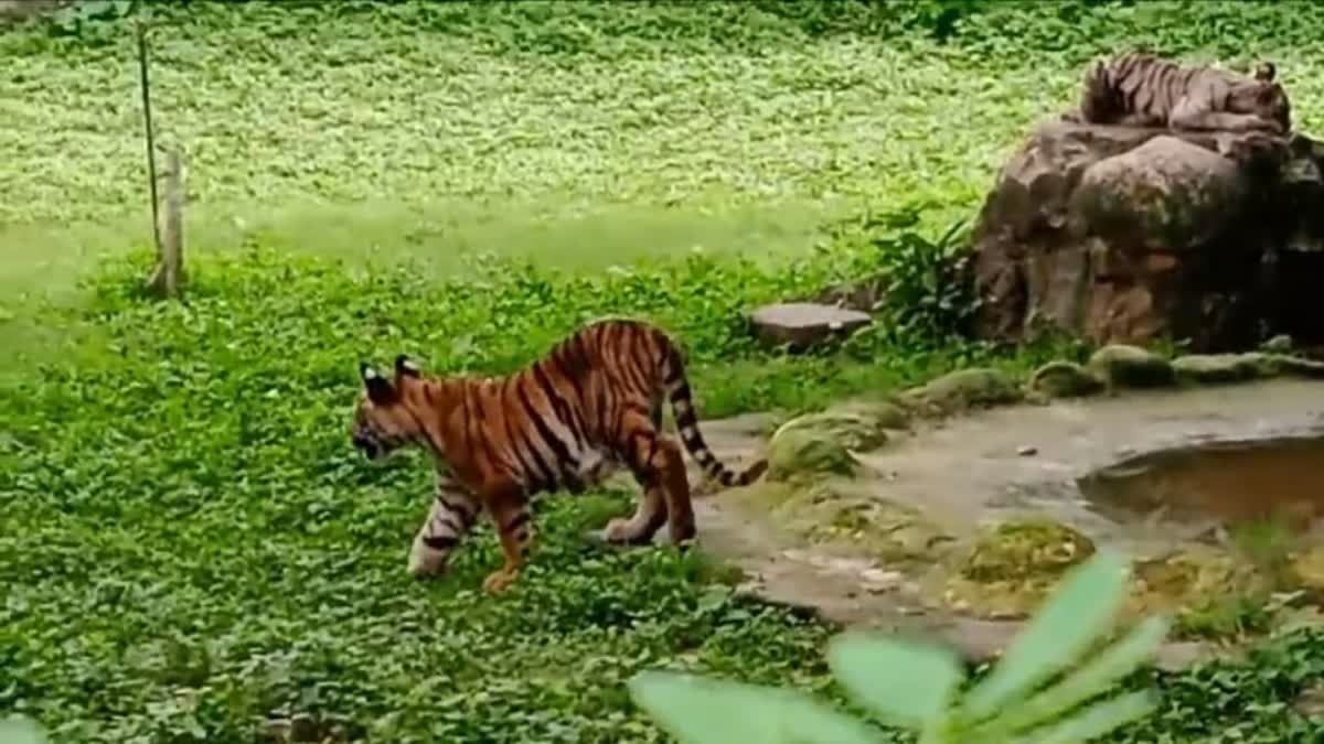 Tiger cub died in Gwalior