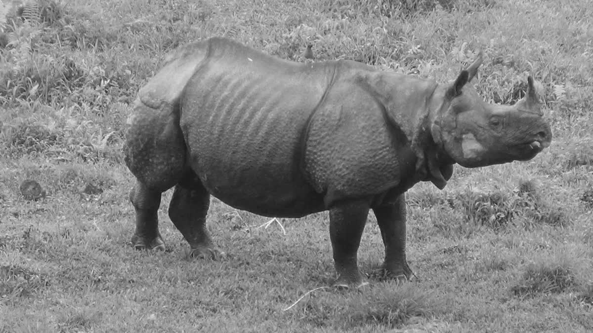 A tragic tale of rape and murder of rhinos in West Bengal National Park