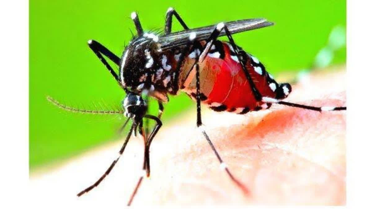 Dengue Fever Kozhikode  Dengue Fever Kozhikode death reported  Dengue cases Kozhikode  Dengue hotspot Kozhikode Corporation  Dengue hotspot Kozhikode  കോഴിക്കോട് ഭീതി പടര്‍ത്തി ഡെങ്കിപ്പനി  ആരോഗ്യ വകുപ്പ്  ഡെങ്കിപ്പനി