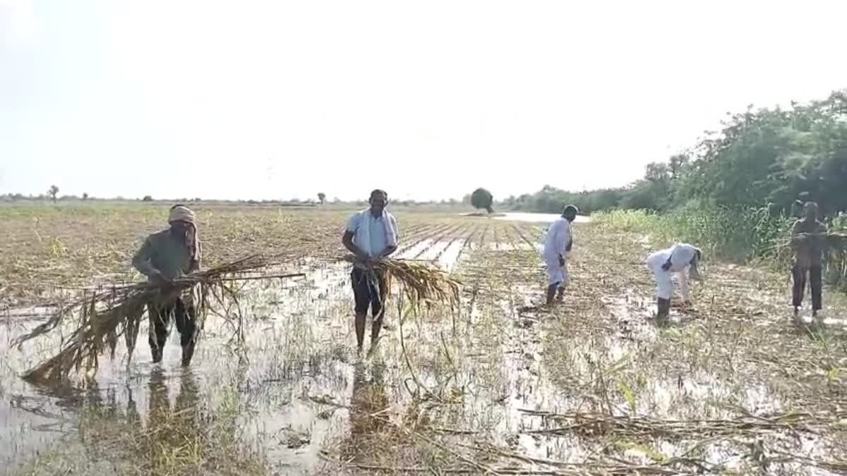 Crop Damage Due to Rain : પાટણ જિલ્લામાં પાછોતરા વરસાદે કઠોળના પાકને મોટું નુકસાન, બે ધારાસભ્યે પાક નુકસાની સર્વેની માગ કરી