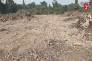 Destruction of forests in Tinsukia