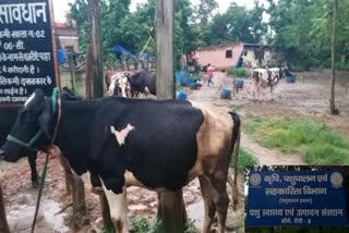 गोवंशीय में लंपी डिजीज रोकने के झारखंड तैयार